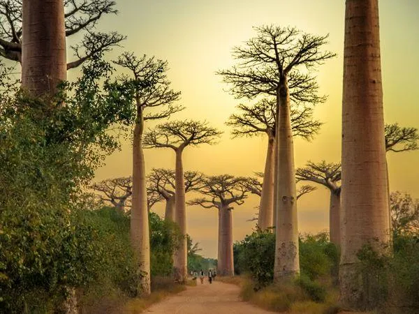 2681 madagascar honeymoon lodge