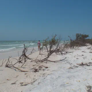 /img/2766-honeymoon-island-winter.webp