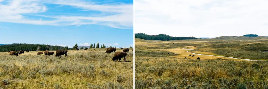 2815 yellowstone romantic dining
