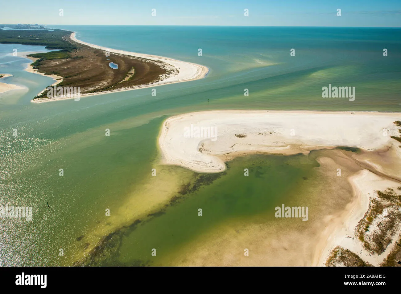 /img/2938-caladesi-island-dolphins.webp