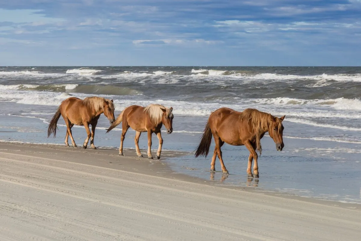 2954 outer banks beach