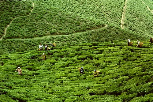 3106 darjeeling tea garden