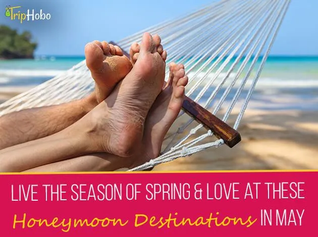 3153 budget honeymoon